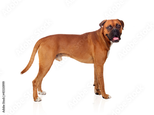 Photo: Beautiful Boxer dog Beautiful Boxer dog