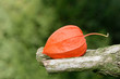 Physalis auf Ast