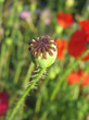 Poppy seed boll against green grass
