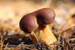 Autumn mushrooms