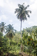 Palm Tree Rising From Jungle