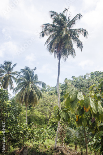 Photo: Palm Tree Rising From Jungle Palm Tree Rising From Jungle