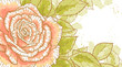 Pink rose on white background