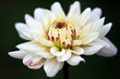 dahlia