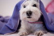Hund