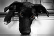Hundeblick