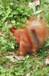 squirrel 5