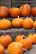 Herbstkürbis