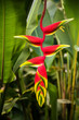 Red Heliconia Flower