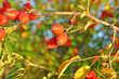 wild rose seed