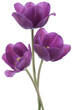 tulip