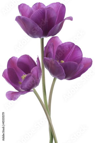 Photo: tulip tulip