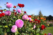 bunte Dahlienblüte
