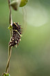 Raupe