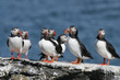 Flock of puffins stand on a rock, Iceland