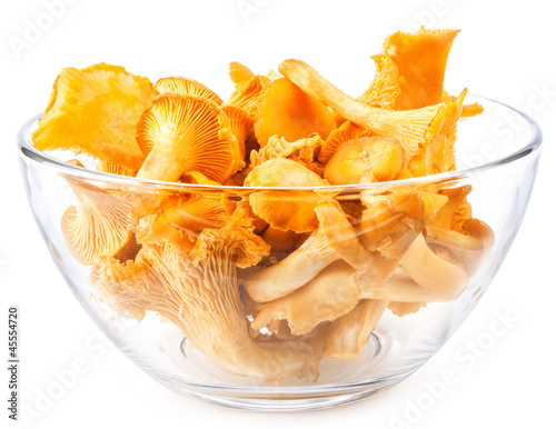 Photo: Edible wild mushroom – chanterelle (Cantharellus cibarius) Edible wild mushroom – chanterelle (Cantharellus cibarius)
