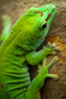 Gecko