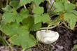 patisson in the garden