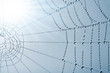 spider web with dew drops closeup