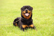 Photo: Rottweiler 17 Rottweiler 17