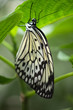 Schmetterling