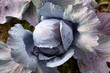 red cabbage in garden