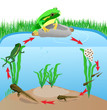 life cycle european tree frog. Vector