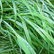 Wet grass