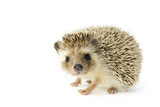 Hedgehog (erinaceus albiventris) isolated on white background.