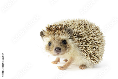 Photo: Hedgehog (erinaceus albiventris) isolated on white background. Hedgehog (erinaceus albiventris) isolated on white background.