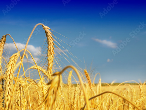 Photo: Wheat field against a blue sky Wheat field against a blue sky