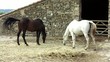 Video: caballos granja caballos granja