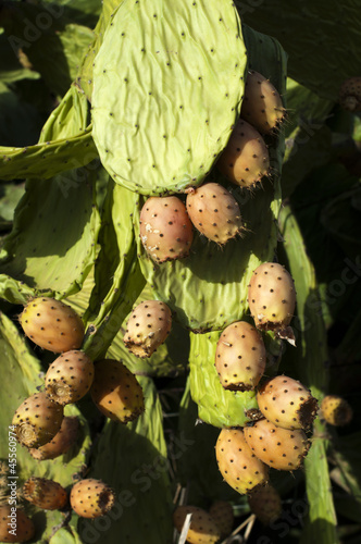 Photo: Cactus fruits Cactus fruits