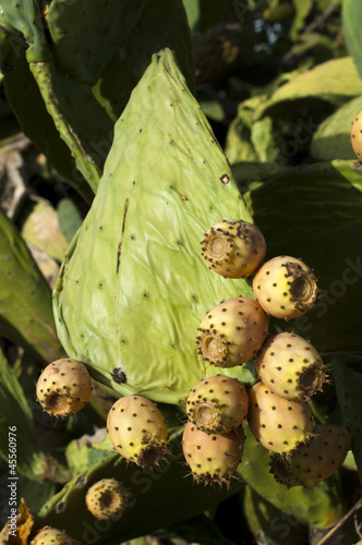 Photo: Cactus fruits Cactus fruits