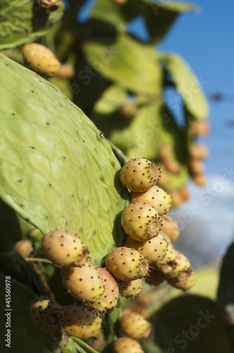 Photo: Cactus fruits Cactus fruits