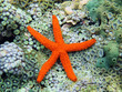 Comet sea star over anemones