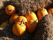 Photo: Colorful pumpkins for Halloween Scary Jack Colorful pumpkins for Halloween Scary Jack