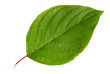 High Resolution green leaf isolated on white background