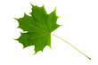 High Resolution green leaf of maple tree isolated on white