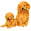 dog25