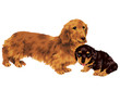 dog29