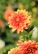 dahlia