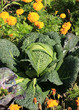 savoy cabbage