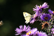 white butterfly on blue blooms