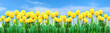 Banner with tulips