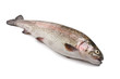 trota iridea - rainbow trout