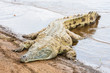 Kenian crocodiles