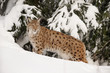 Luchs im Schnee