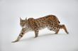 Luchs im Schnee