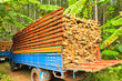 Truck wood Eucalyptus